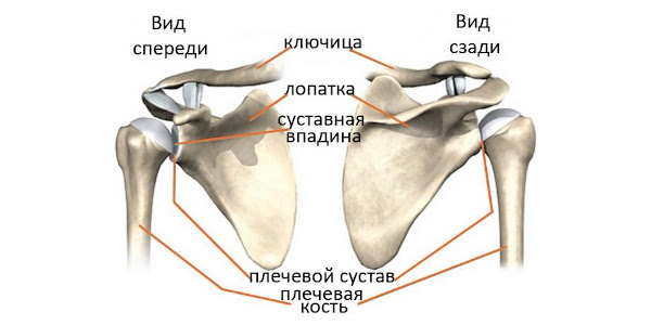 Строение плечевого сустава