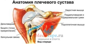 Анатомия плечевого сустава - вид спереди